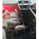 Бункерная кормушка для откорма свиней